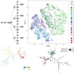 Analyses de données de cytométrie