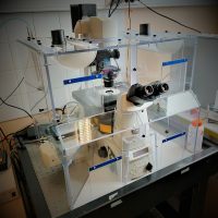 Microscope Confocal Nikon Microscope confocal C2 (Nikon)